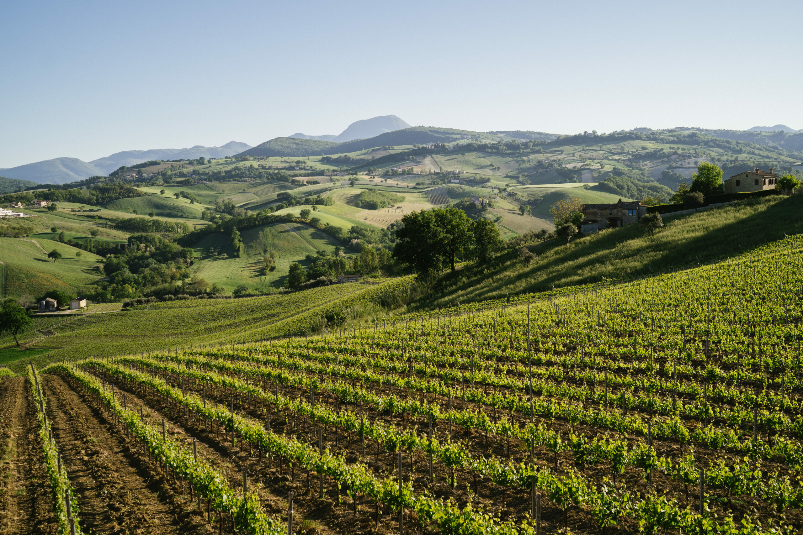 Colline Vigneto Vignedileo